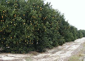 An orange grove