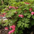 bleeding heart