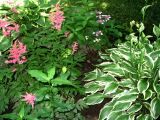 astilbe