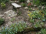 forget-me-nots