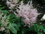 astilbe