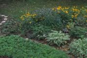 The blue is spiderwort