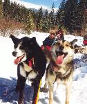 sled dogs