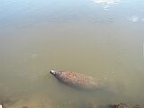Manatee